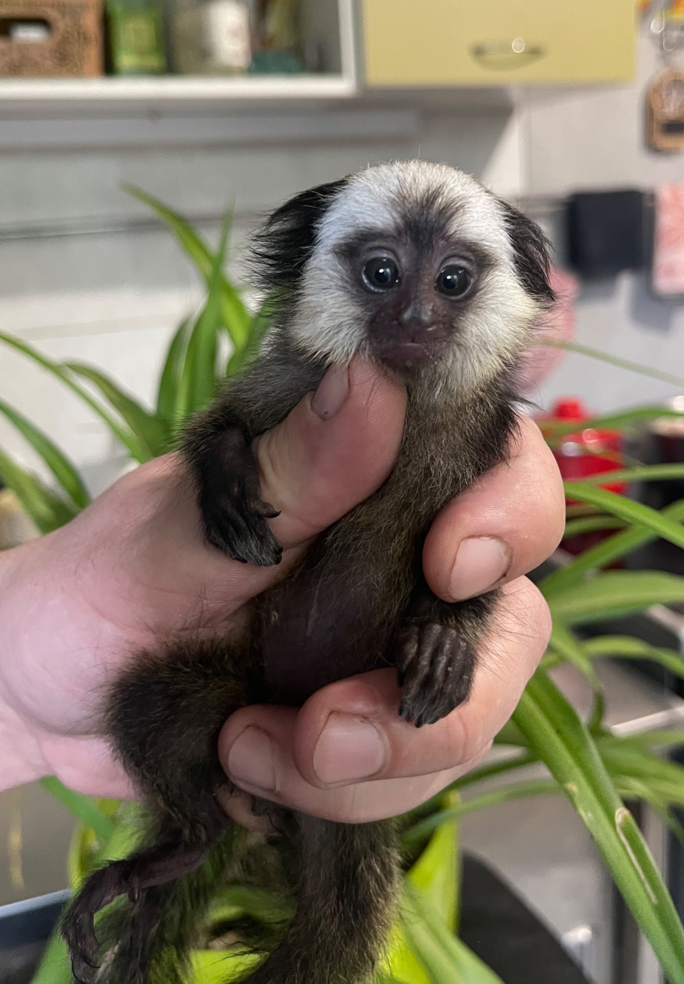 Девочка обезьянка игрунка Жоффруа домашняя обезьяна