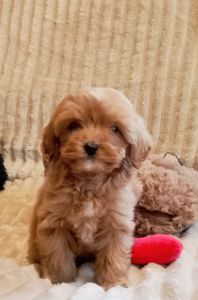 Мальтипу F1 девочки