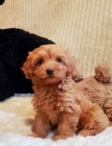 Мальтипу F1 девочки