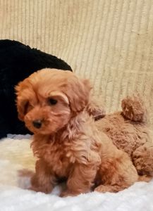 Мальтипу F1 девочки