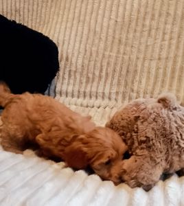 Мальтипу F1 девочки