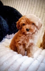 Мальтипу F1 девочки