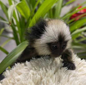 Мальчик обезьянка игрунка Жоффруа домашняя обезьяна мармозетка