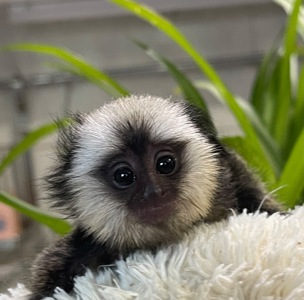 Мальчик обезьянка игрунка Жоффруа домашняя обезьяна мармозетка