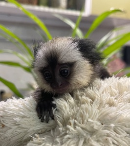 Девочка обезьянка игрунка Жоффруа домашняя обезьяна