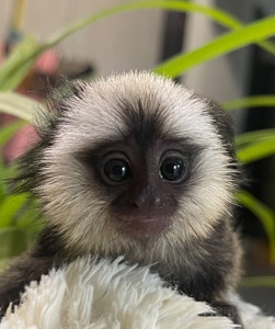 Мальчик обезьянка игрунка Жоффруа домашняя обезьяна мармозетка