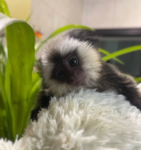 Мальчик обезьянка игрунка Жоффруа домашняя обезьяна мармозетка