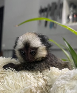 Мальчик обезьянка игрунка Жоффруа домашняя обезьяна мармозетка