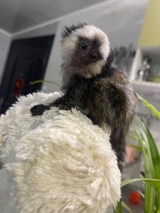 Девочка обезьянка игрунка Жоффруа домашняя обезьяна