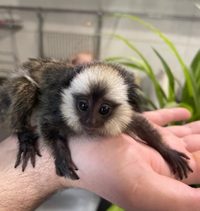 Девочка обезьянка игрунка Жоффруа домашняя обезьяна