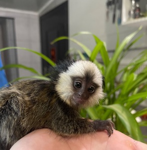 Мальчик обезьянка игрунка Жоффруа домашняя обезьяна мармозетка