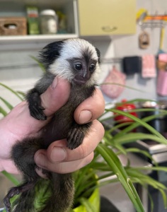 Мальчик обезьянка игрунка Жоффруа домашняя обезьяна мармозетка