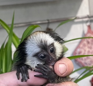 Мальчик обезьянка игрунка Жоффруа домашняя обезьяна мармозетка