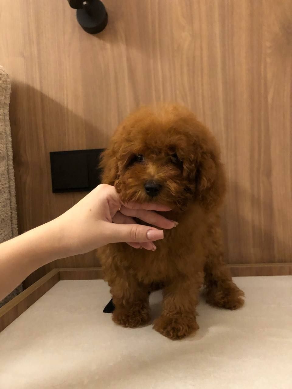 Той пудель GIRL 3 мес