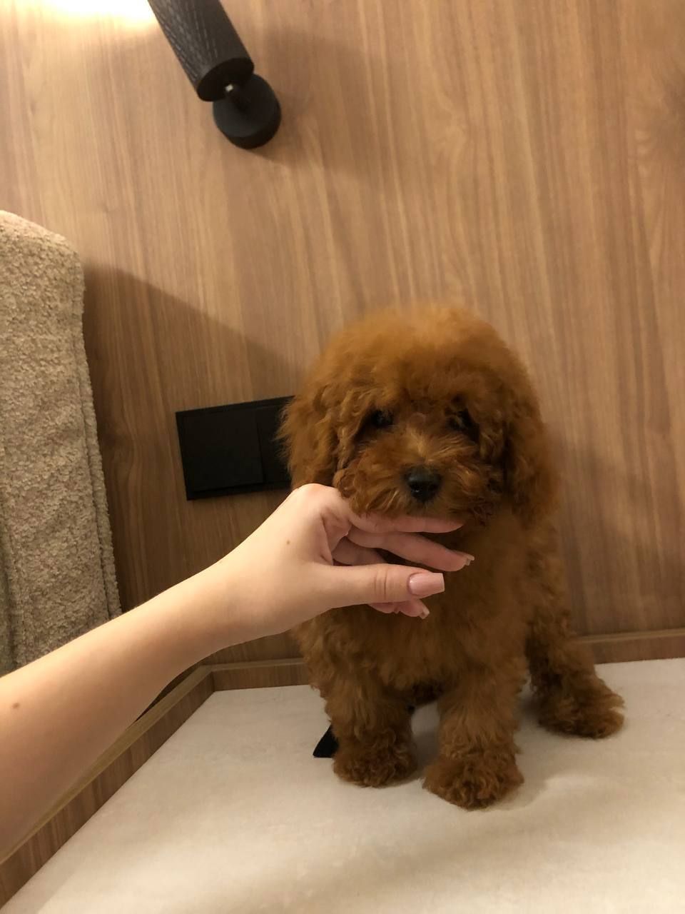 Той пудель GIRL 3 мес