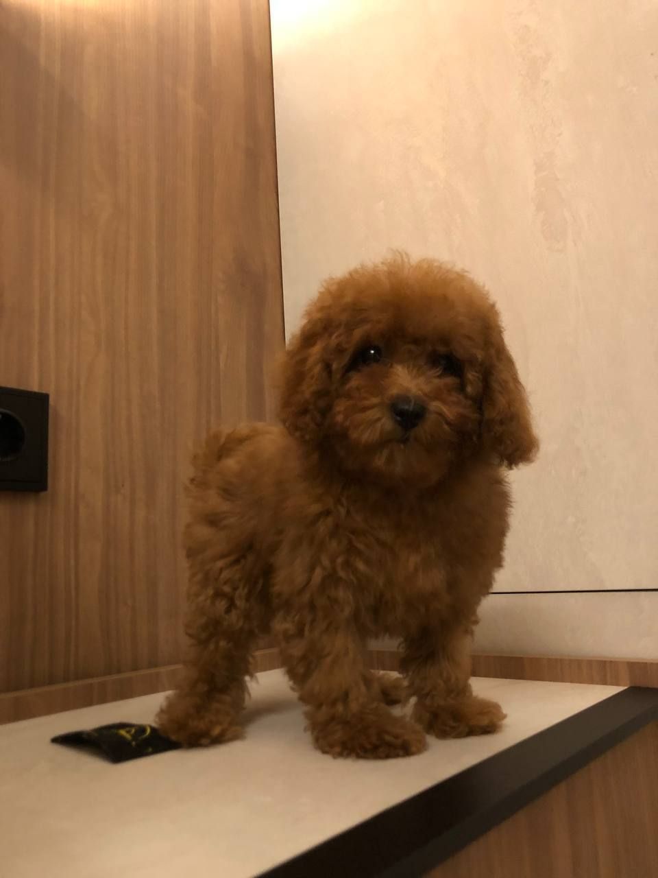 Щенки Той Пудель