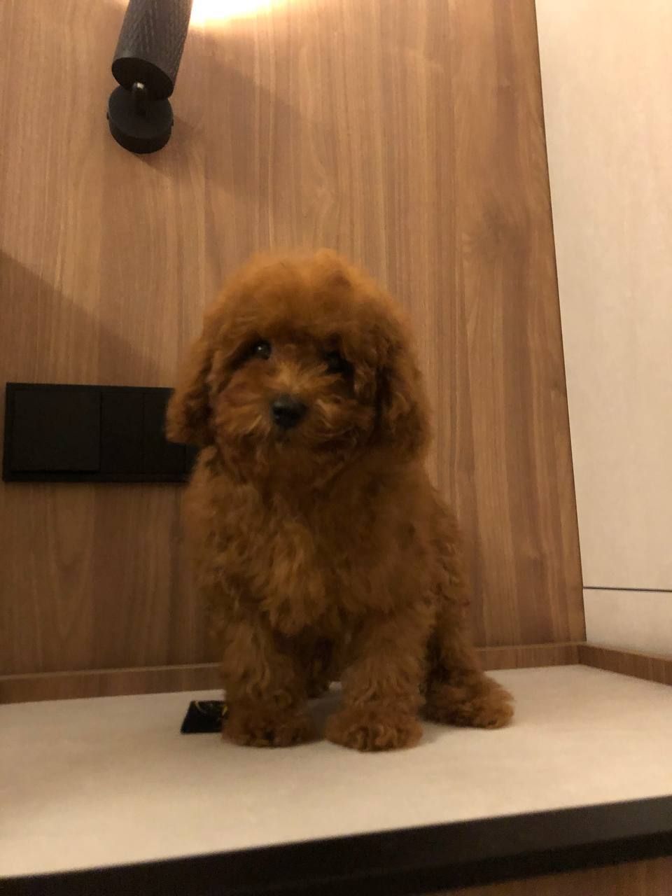 Щенки Той Пудель