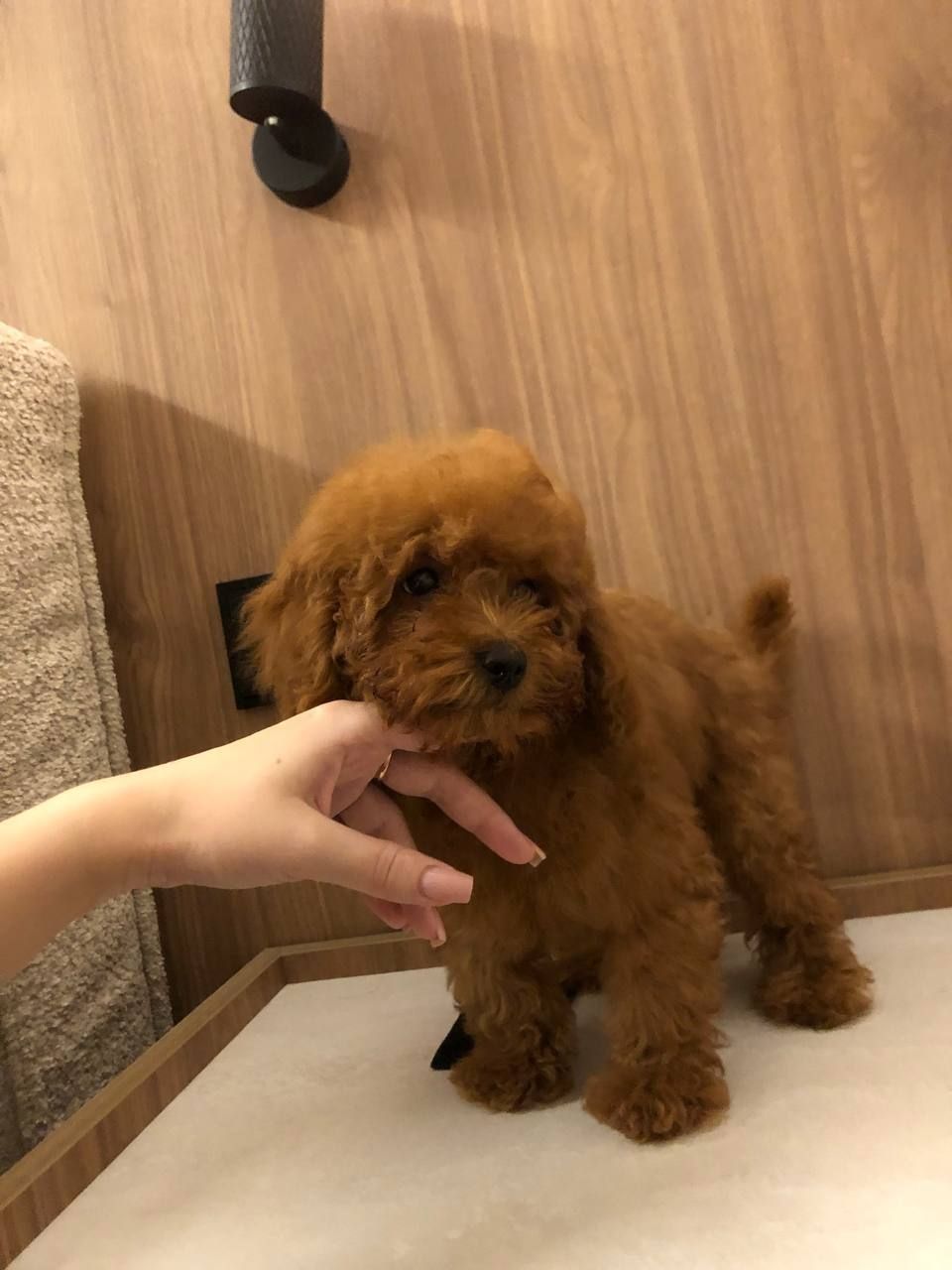 Той пудель GIRL 3 мес