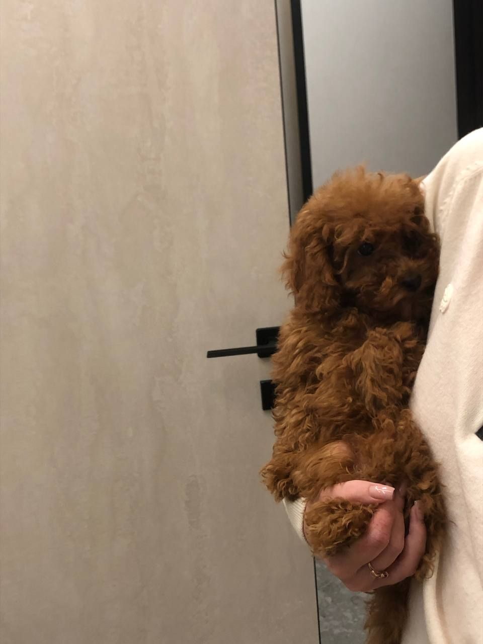 Той пудель GIRL 3 мес