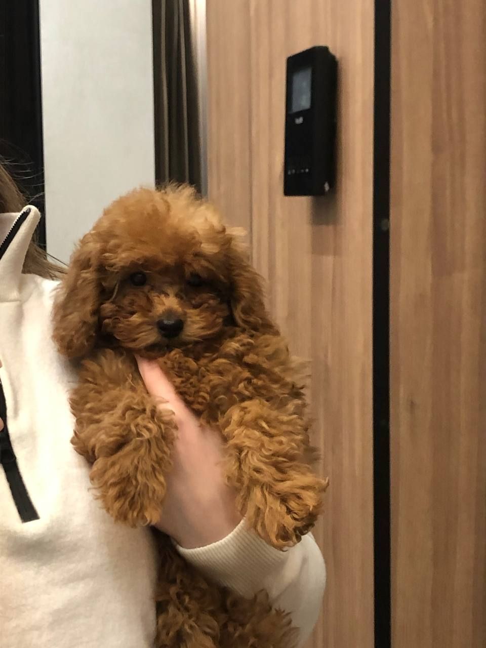 Щенки Той Пудель