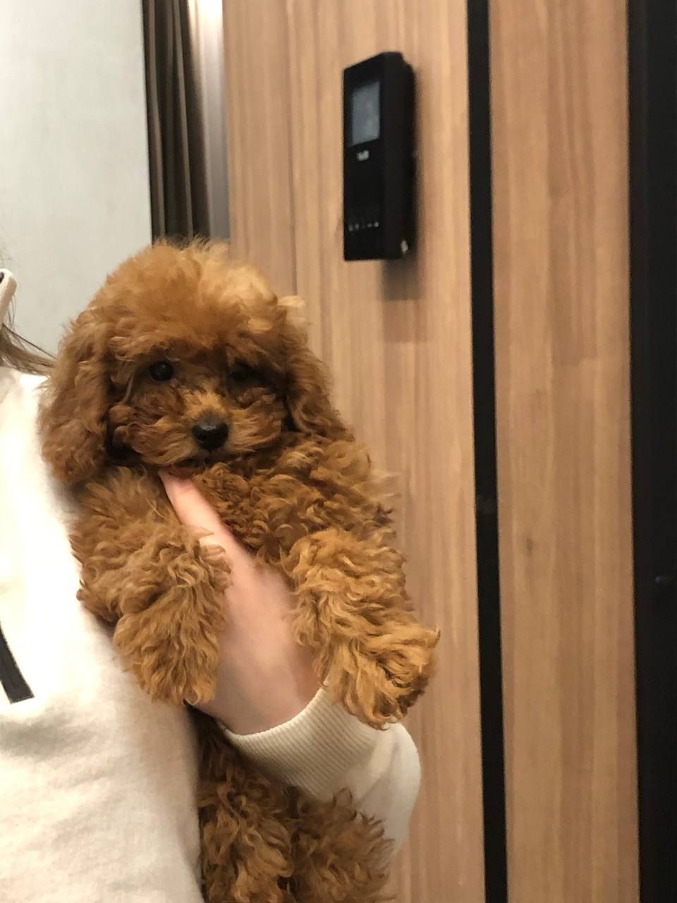 Щенки Той Пудель