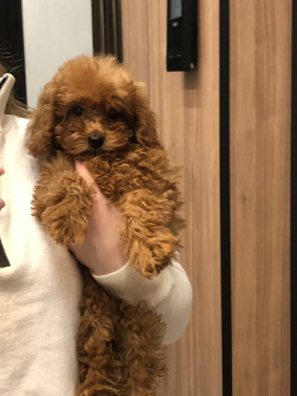 Щенки Той Пудель