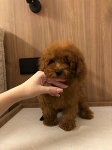 Той пудель GIRL 3 мес