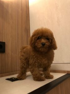 Щенки Той Пудель