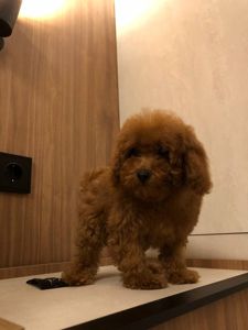 Щенки Той Пудель