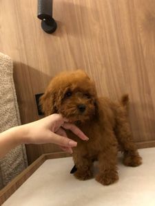 Той пудель GIRL 3 мес