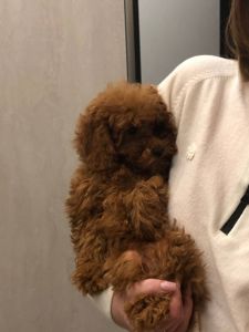 Той пудель GIRL 3 мес