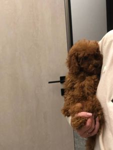 Той пудель GIRL 3 мес