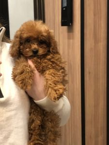 Щенки Той Пудель