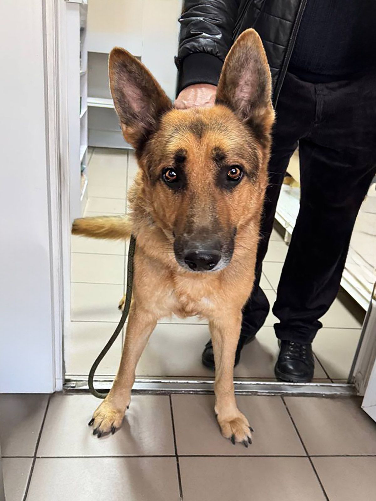 Вівчар Ральф, 6 років, відмовник