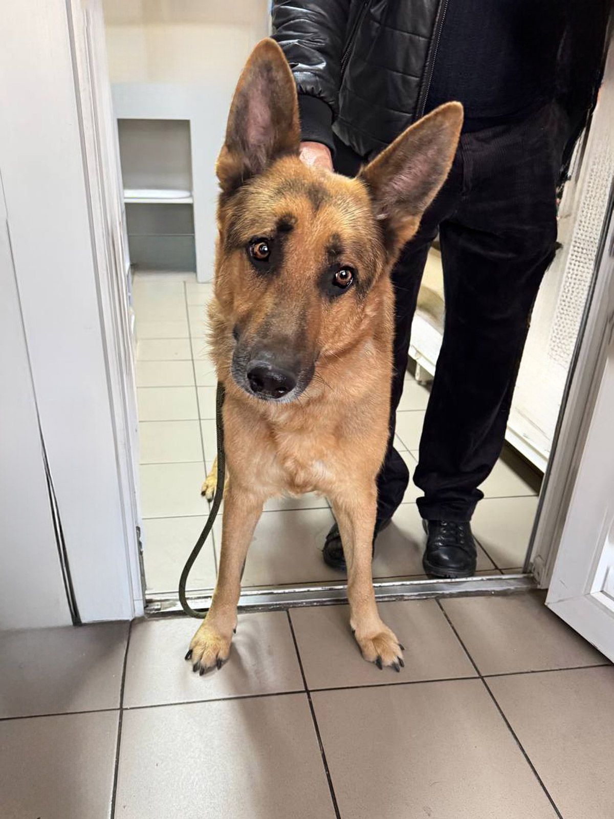 Вівчар Ральф, 6 років, відмовник