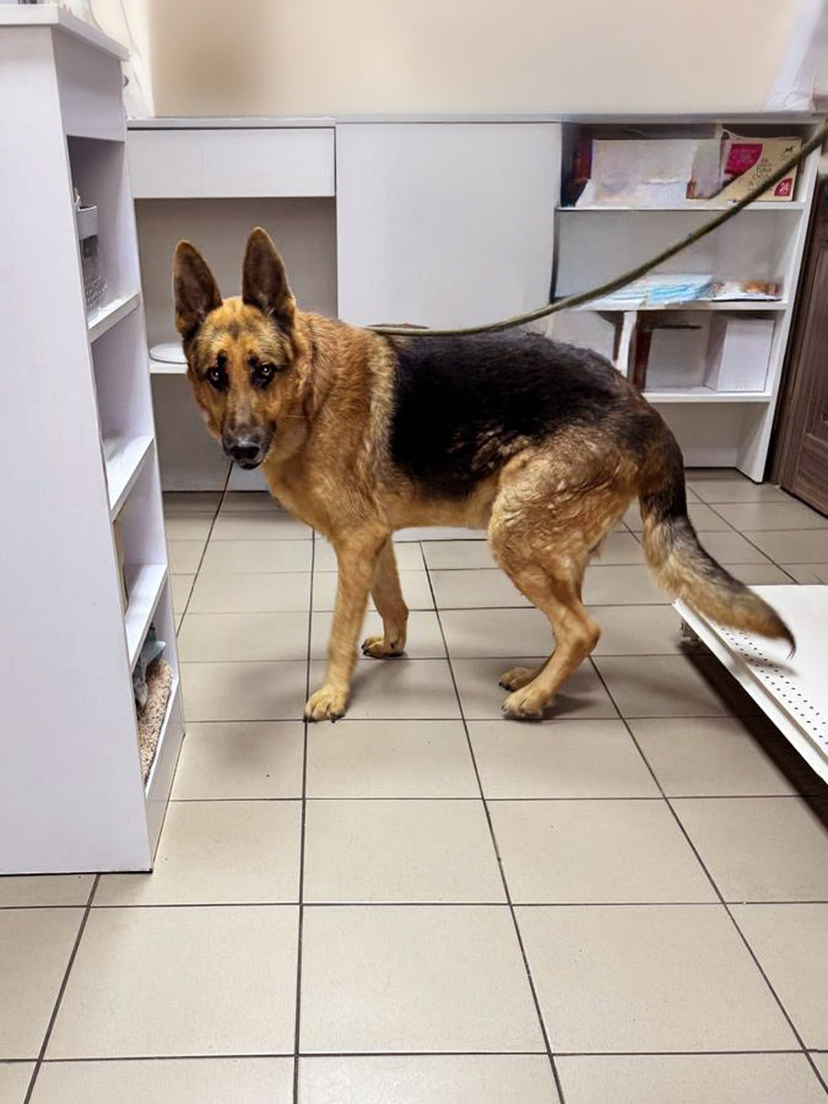 Вівчар Ральф, 6 років, відмовник