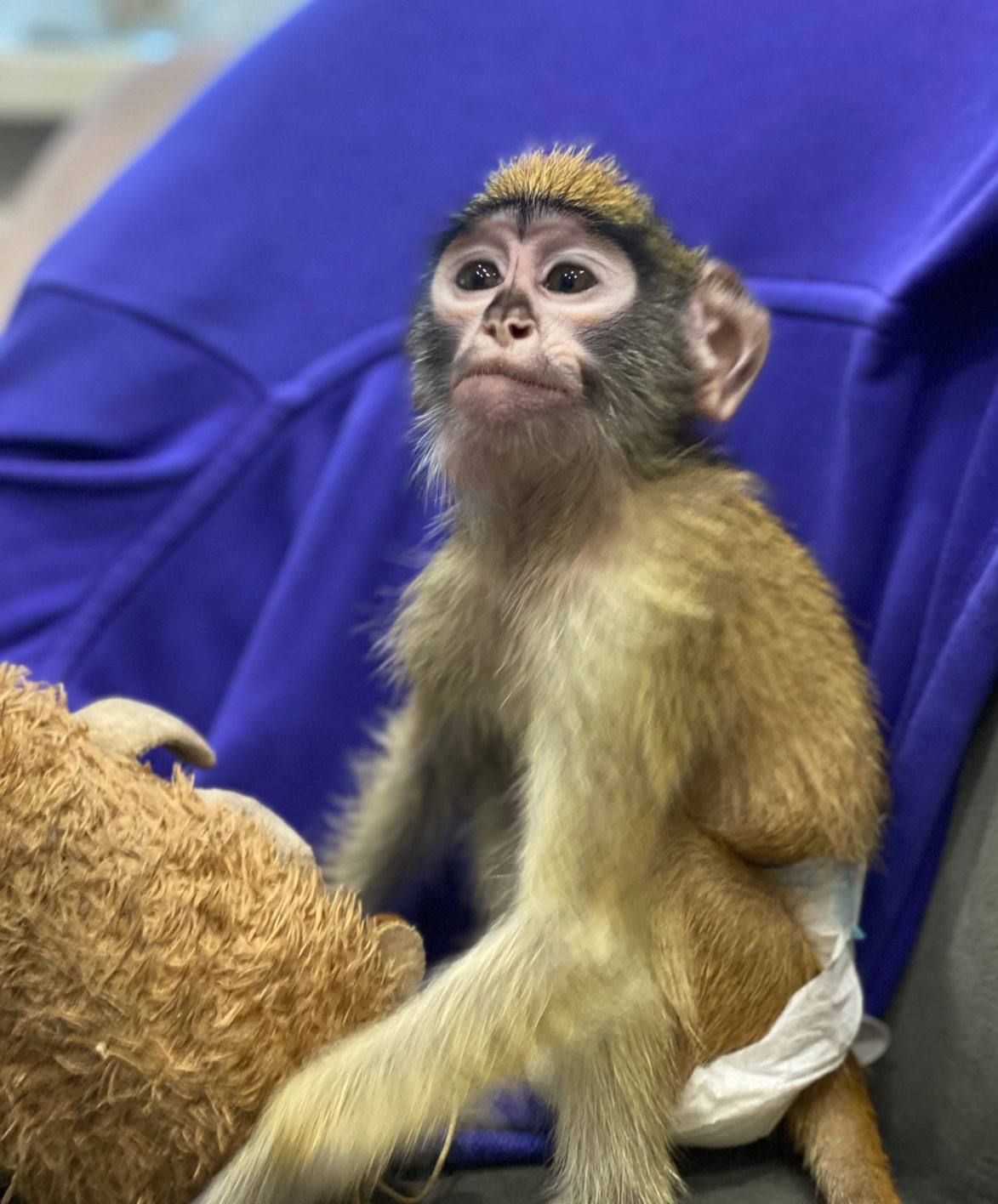 Мавпеня Гусар, неймовірний малюк гусар дуже ручний та люблячий