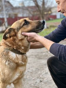Вівчар Ральф, 6 років, відмовник
