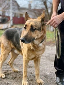 Вівчар Ральф, 6 років, відмовник
