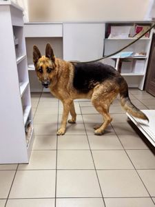 Вівчар Ральф, 6 років, відмовник