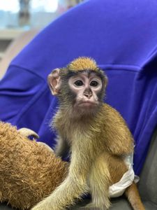 Мавпеня Гусар, неймовірний малюк гусар дуже ручний та люблячий