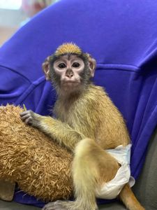 Мавпеня Гусар, неймовірний малюк гусар дуже ручний та люблячий