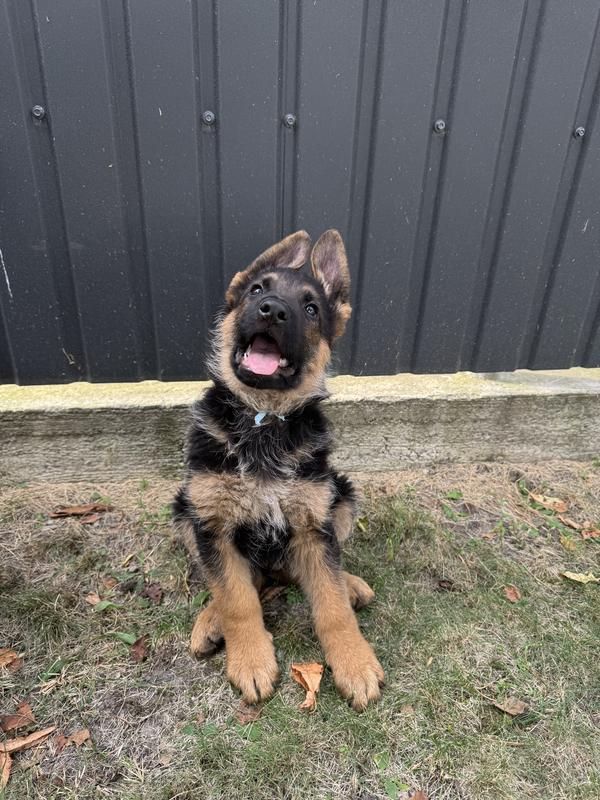 Німець 6 місяців