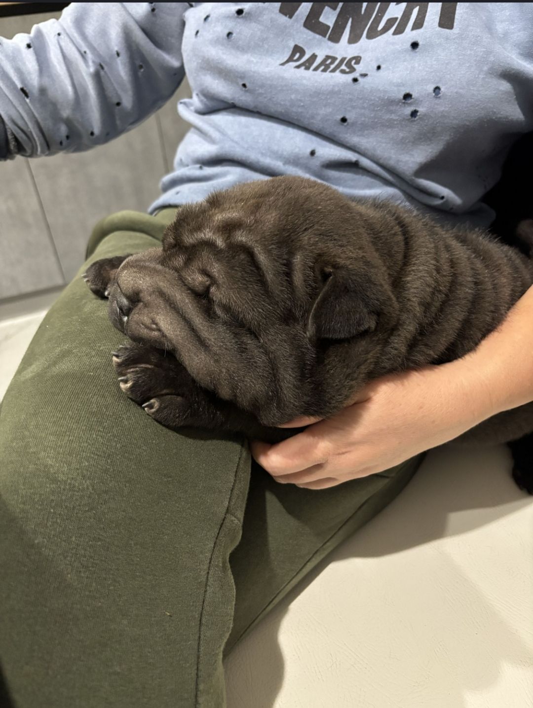 Продам шарпея (2 месяца)