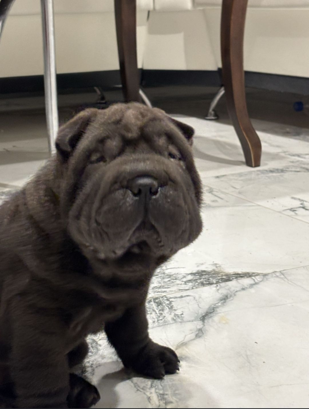 Продам шарпея (2 месяца)