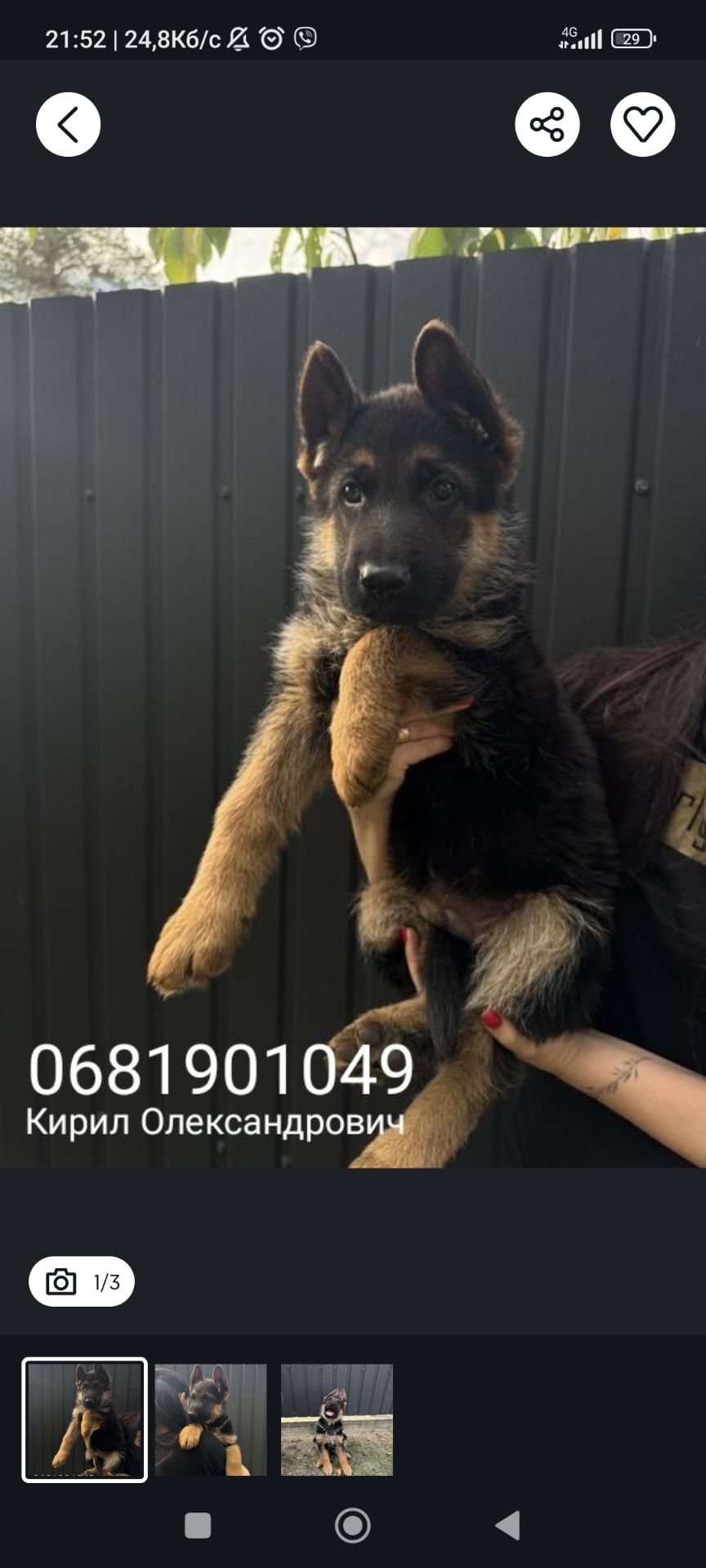 Німець 6 місяців