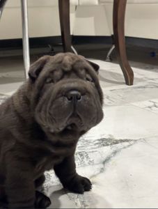 Продам шарпея (2 месяца)