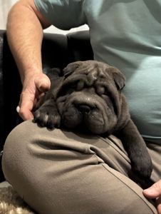 Продам шарпея (2 месяца)