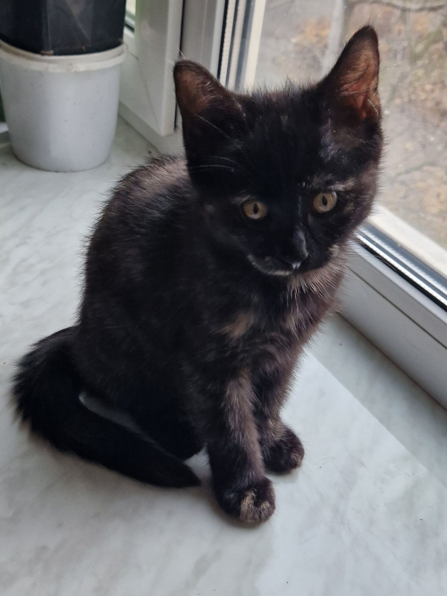 КотоПринцеса кольору шоколаду та кави з молоком