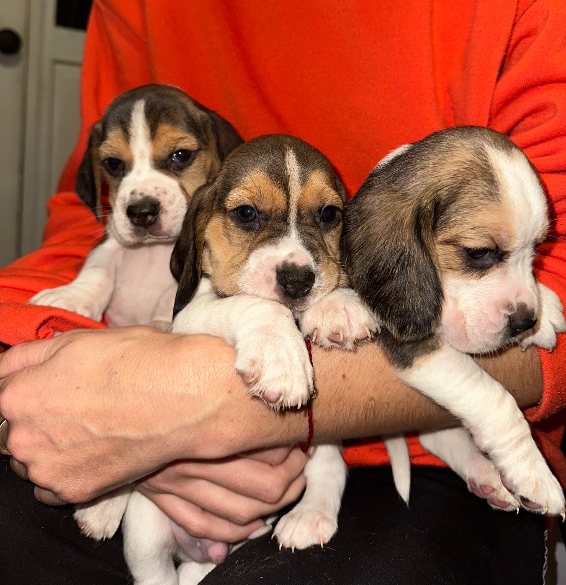 Цуценята Бігль